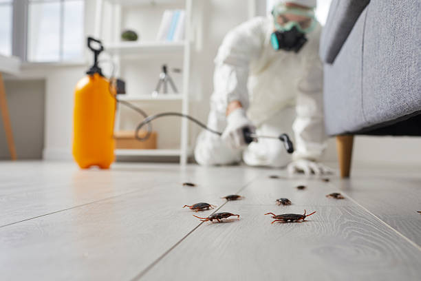 Post-Treatment Bed Bug Interceptor Monitoring in Hebron
